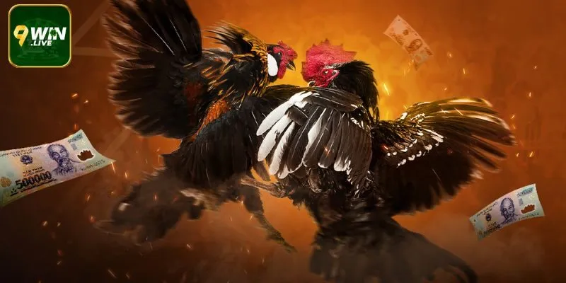 Khái quát sảnh Đá Gà 9WIN